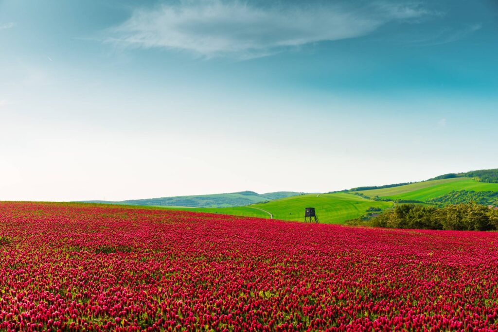 Red Fields of Crimson Clover Free Photo