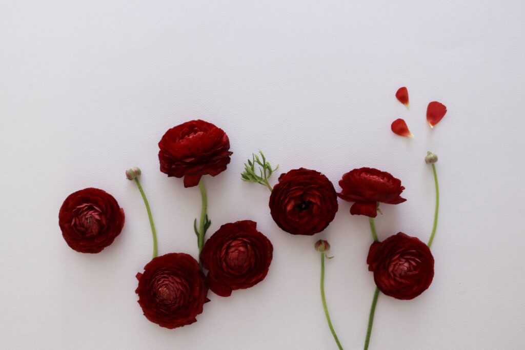 Red Flowers Flat Lay Free Photo