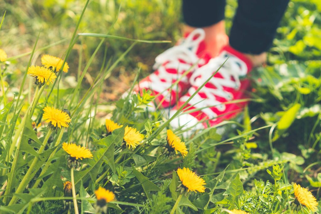 Red Happy Shoes in Grass and Dandelions Free Photo