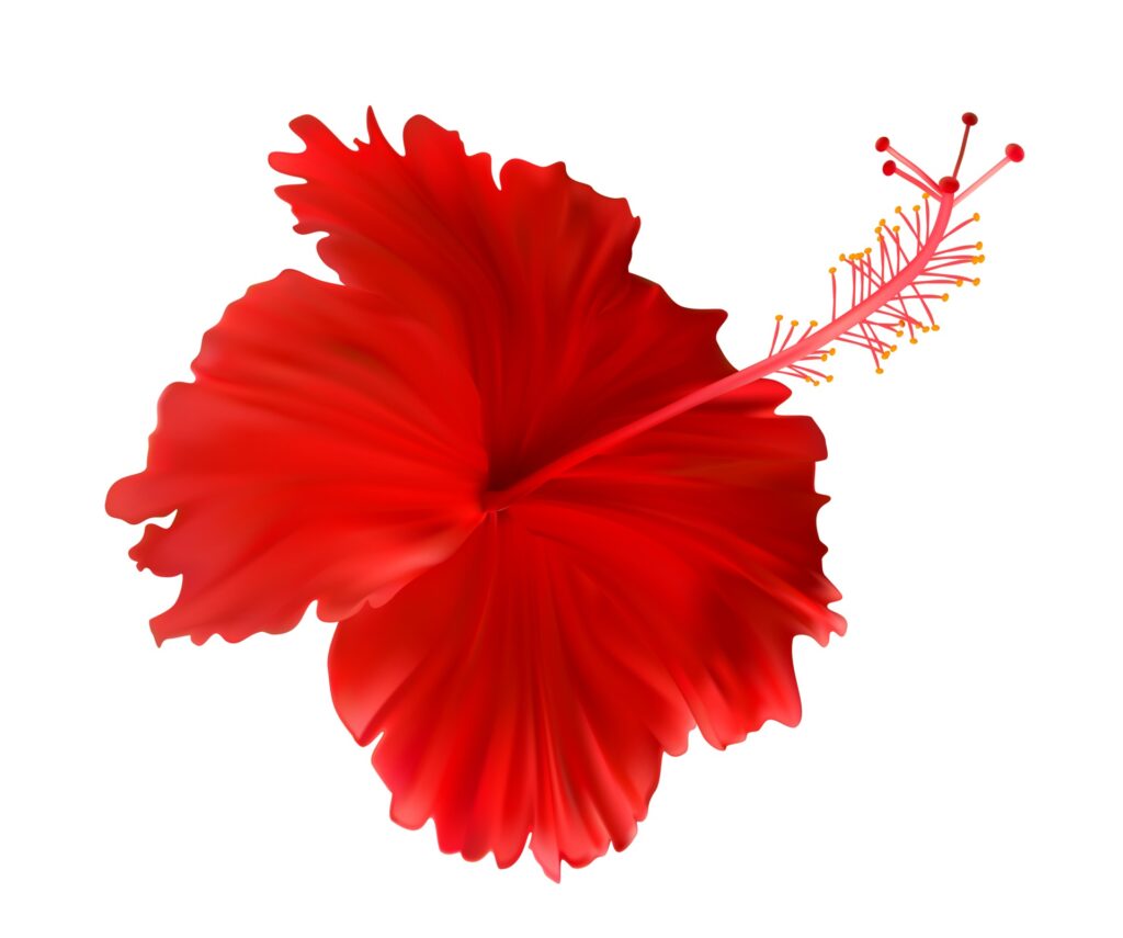 Red hibiscus flower isolated on white background Free Vector