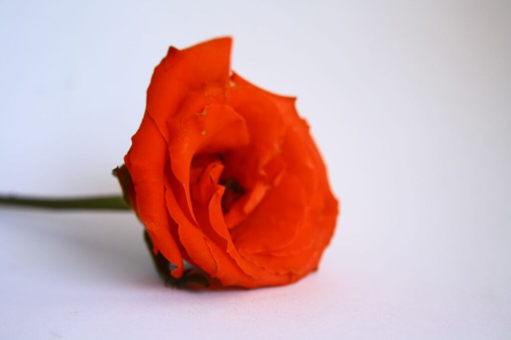 Red Orange Rose Stock Free