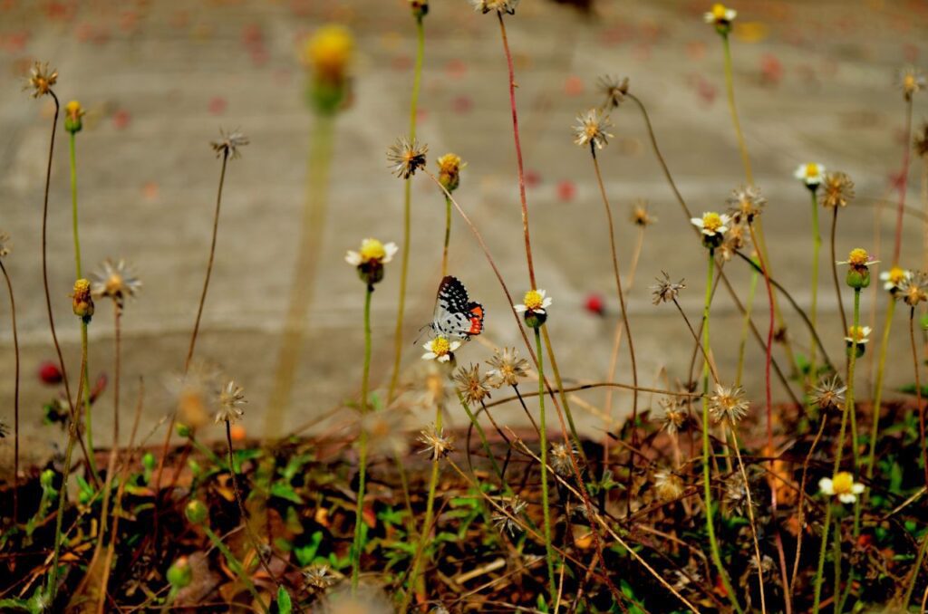 Red Pierrot Butterfly Stock Free