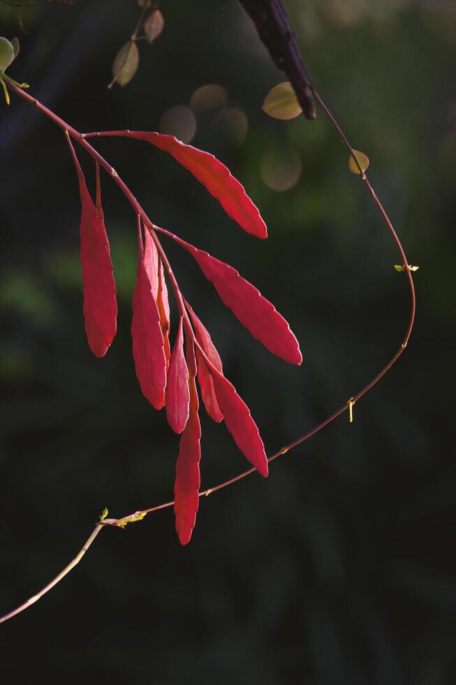 Red Rhipsalis leaves are growing on branch with blurred dark greenery background in botanical garden and vertical frame Stock Free