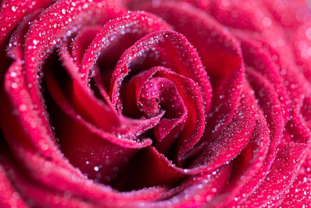 Red Rose with Drops Close Up Free Photo