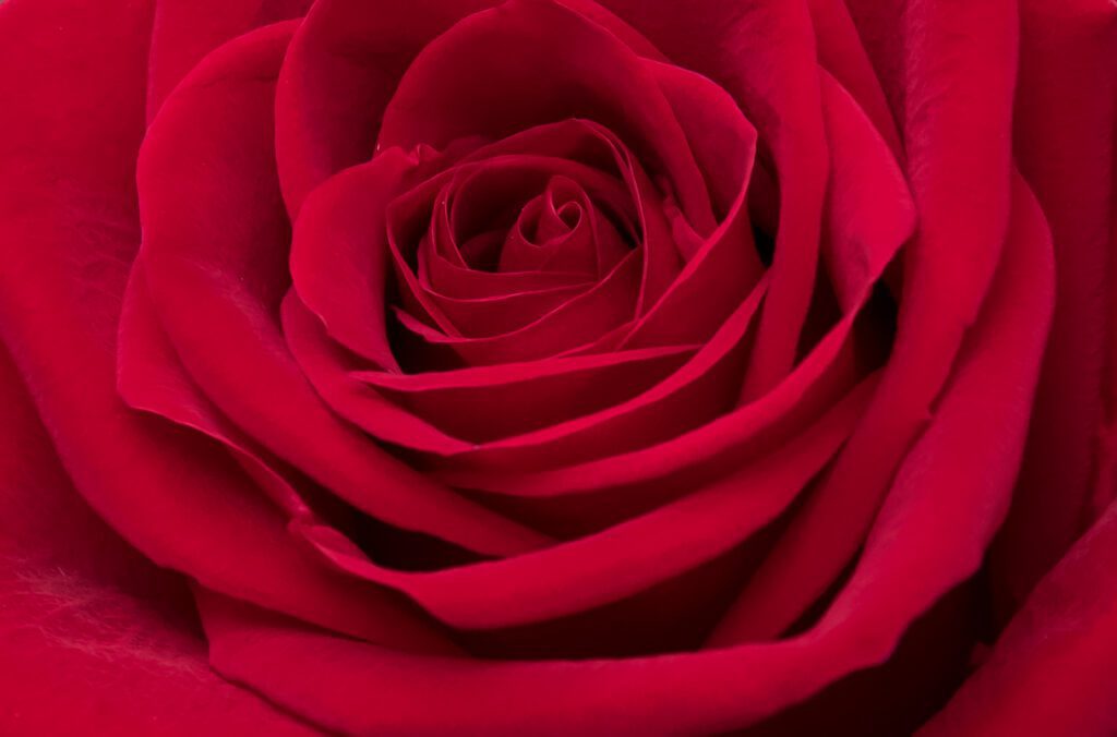 Red Roses Close Up Background Free Photo