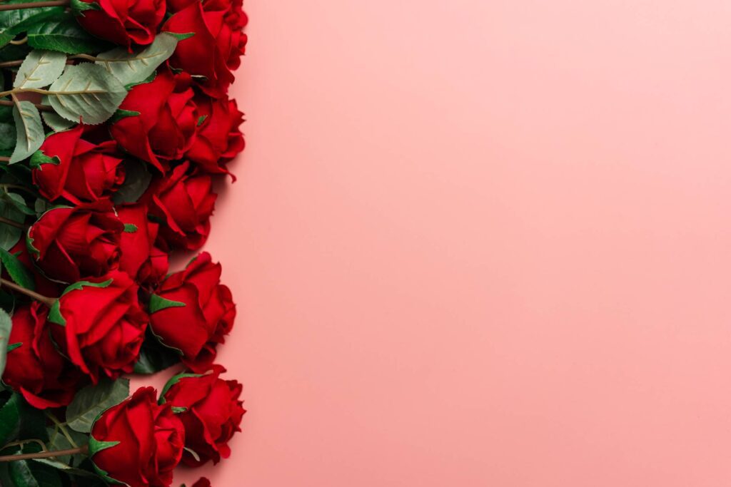 Red Roses on Pink Background Place for Text Free Photo