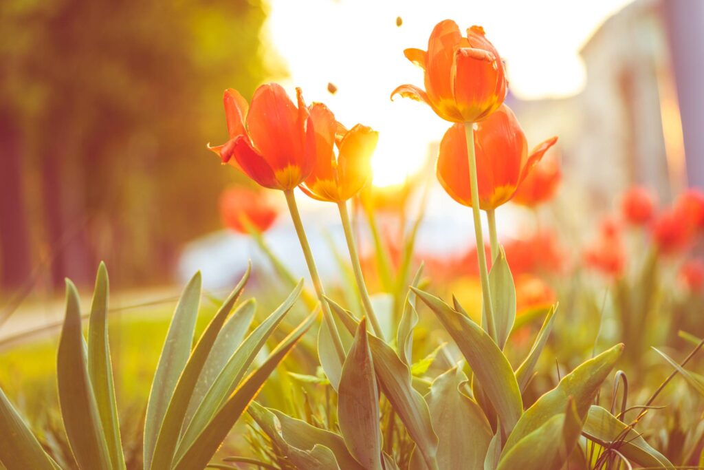 Red Tulips Against Sunset Free Photo