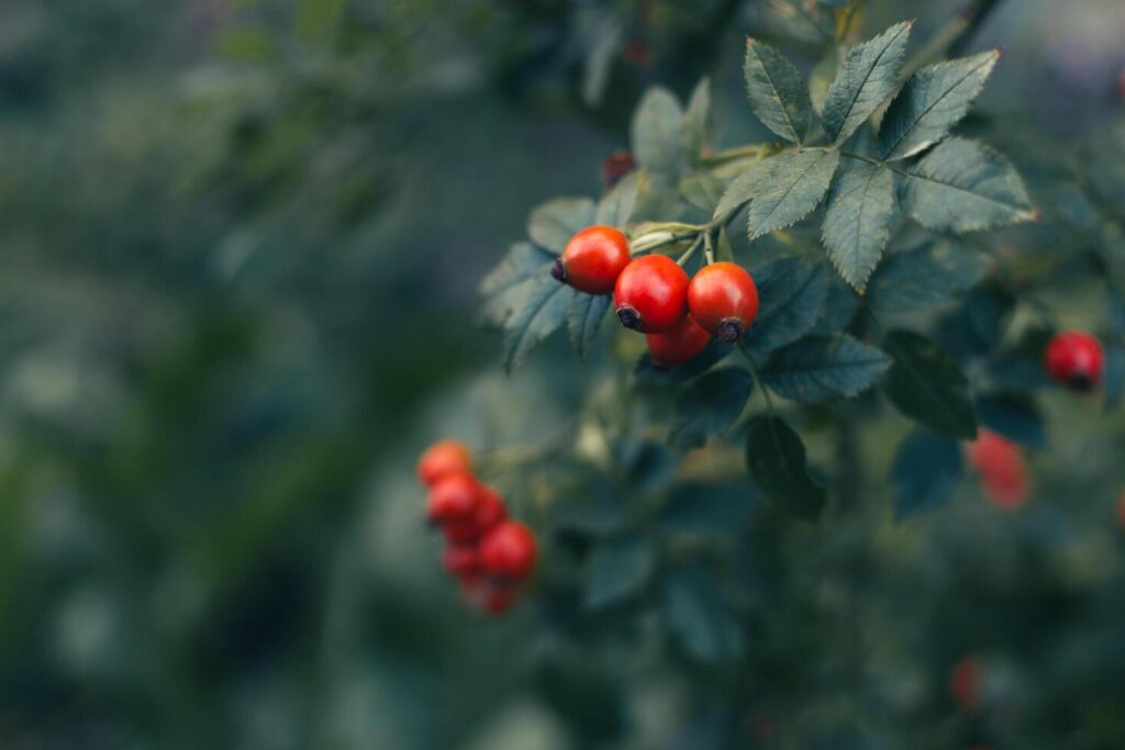 Red wild rose hips with green leaves on dark green background. Stock Free