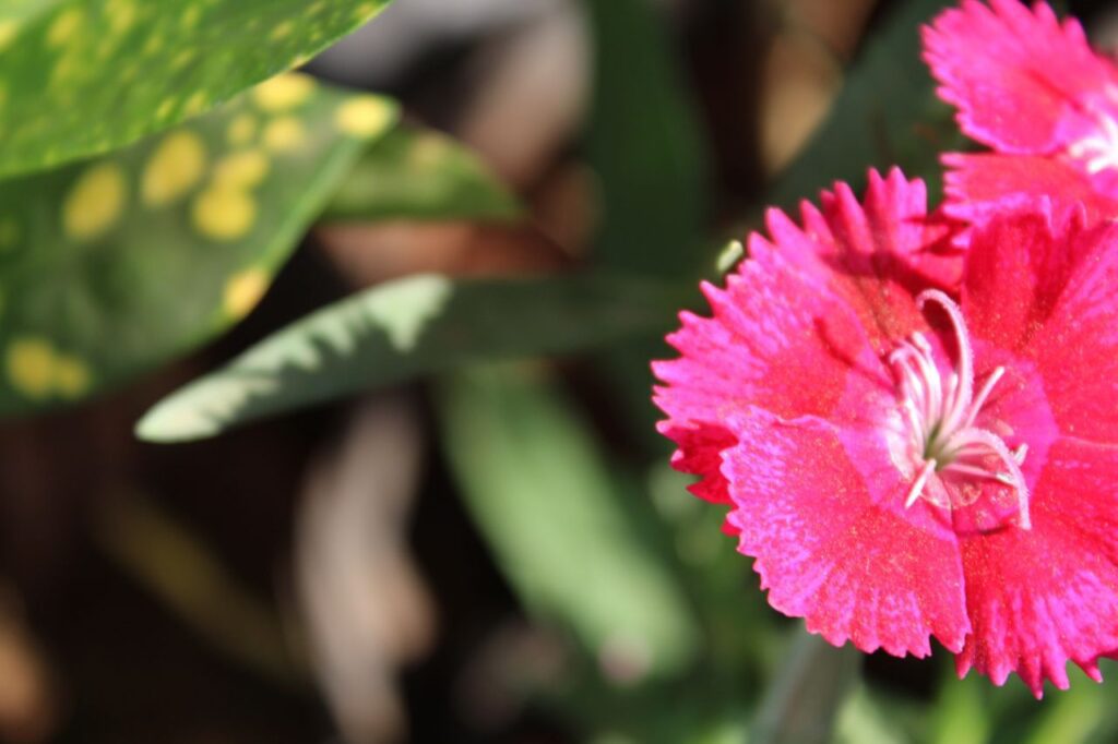 Reddish Pink Flower Petals Stock Free