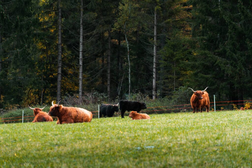 Resting Bulls and Cows on The Grass Free Photo