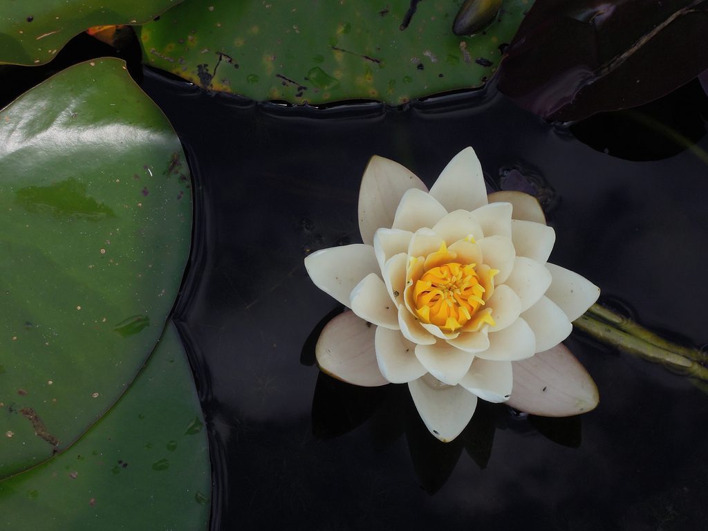 Lily pad Stock Free