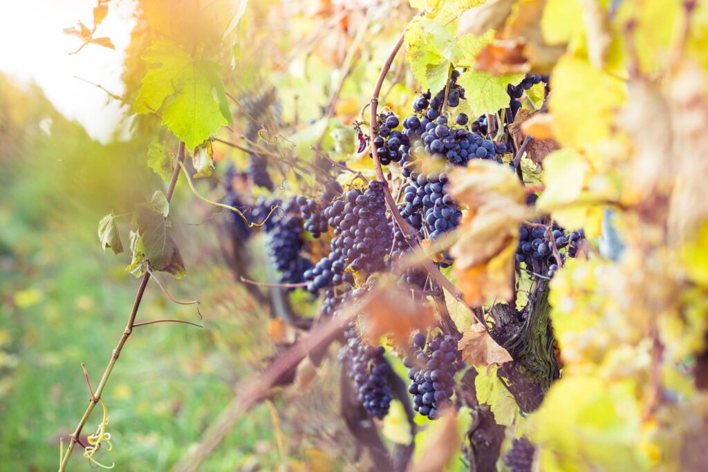 Ripe Grapes in Vineyard Free Photo