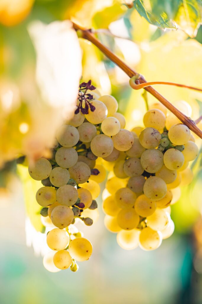 Ripe White Grapes Free Photo