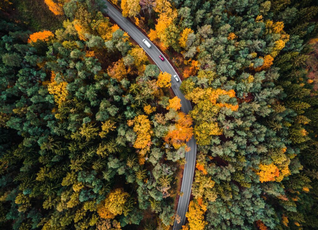 Road in the Woods Aerial Free Photo