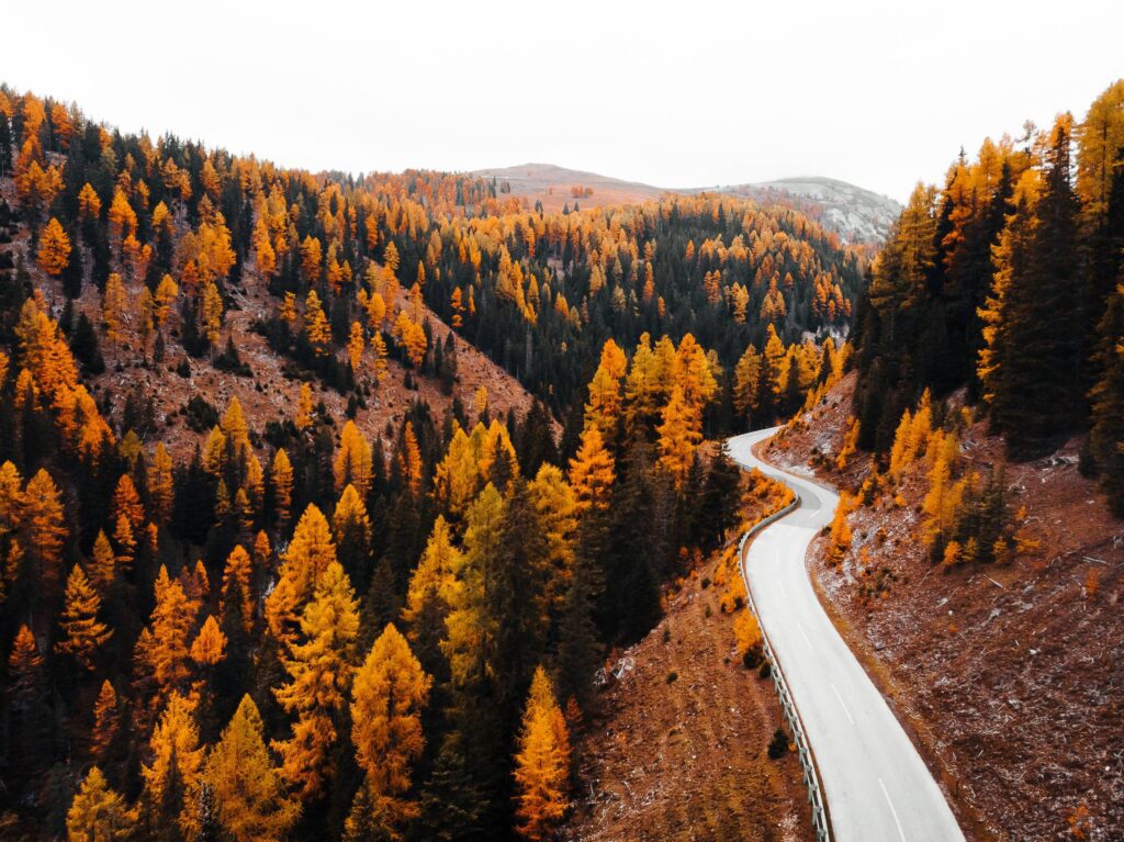 Road Leading Through The Forest Free Photo