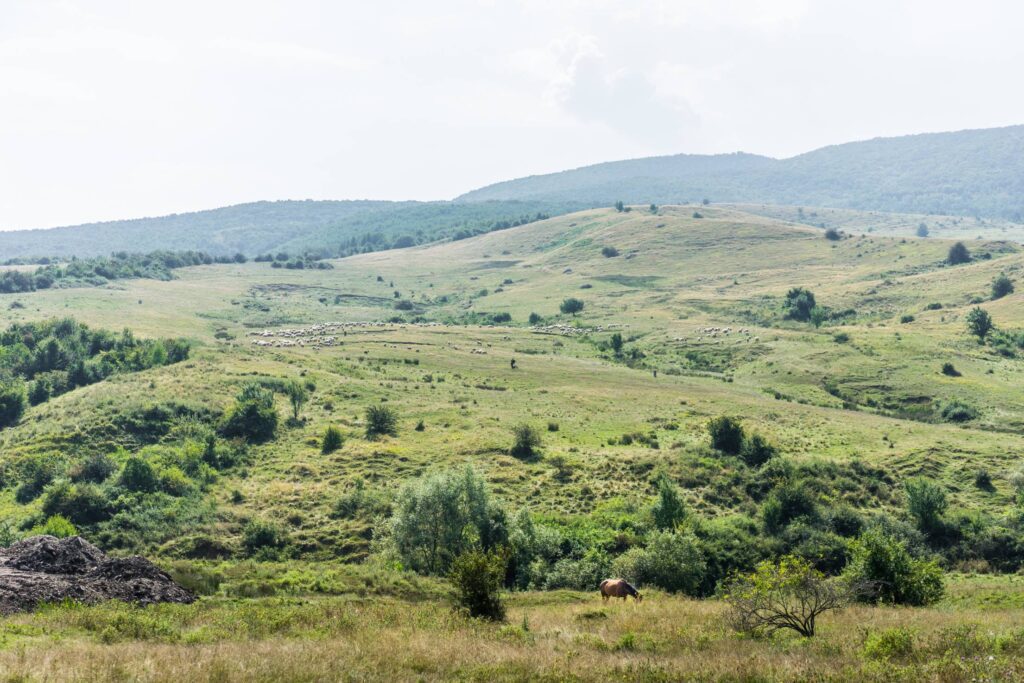 Romanian Nature with Horse and Flock of Sheep Free Photo