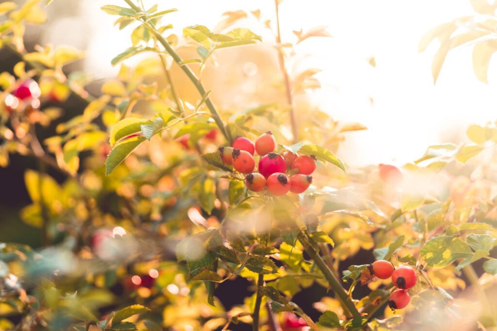 Rose Bush with Berries Rosehips Free Photo