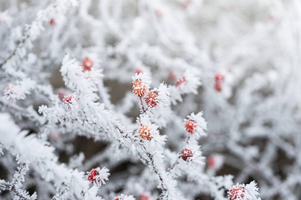 Rose Hips Covered with Hoarfrost Free Photo