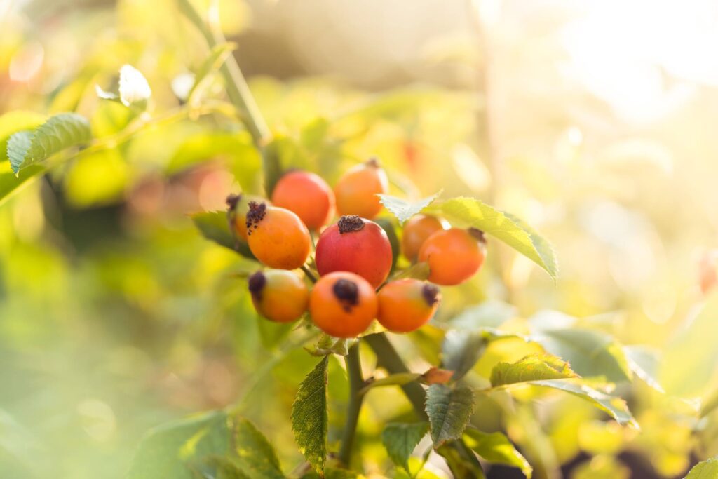 Rose Hips Pometum Free Photo