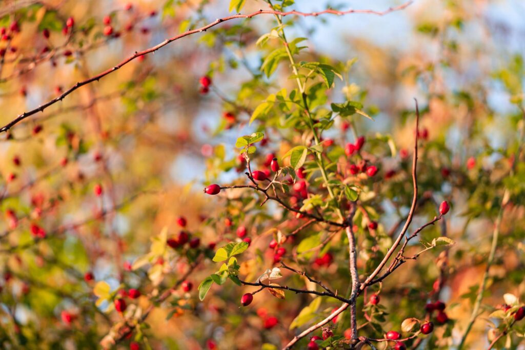 Rosehip Bush Free Photo