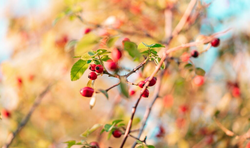 Rosehips Free Photo