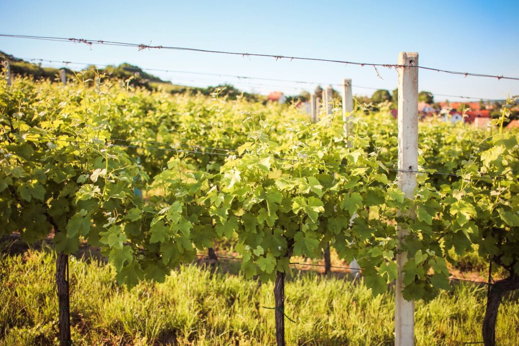 Rows of Young Grape Vines Free Photo