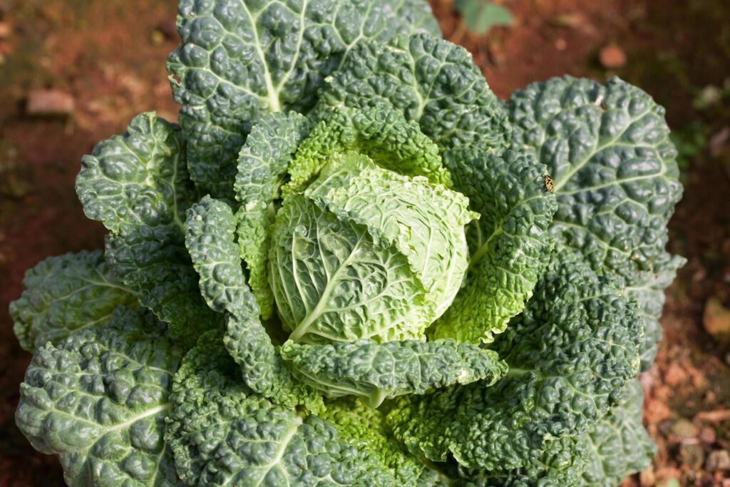 Savoy cabbage super food with bug. Top view Stock Free