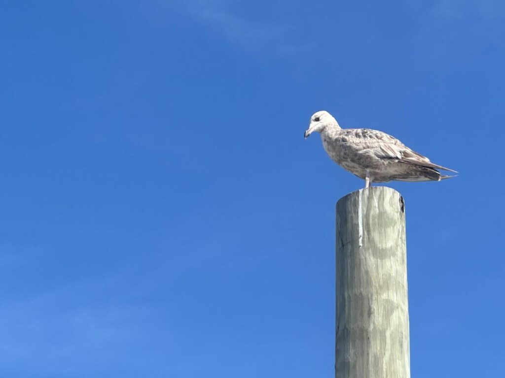 Seagull atop a wooden pole, hazy blue skies in the background Stock Free