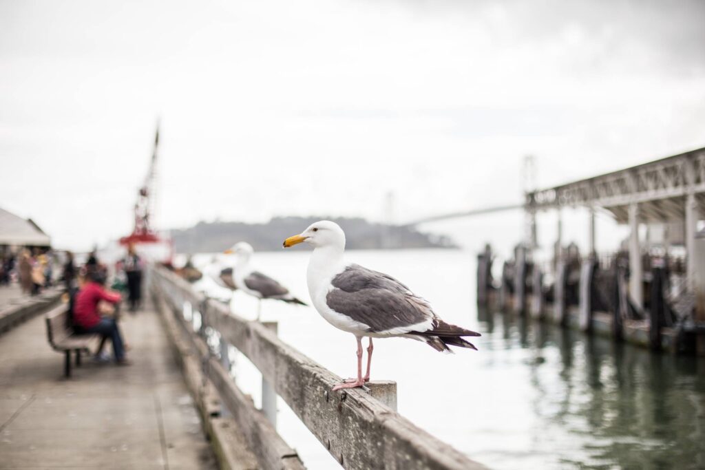 Seagull on San Francisco Pier Free Photo