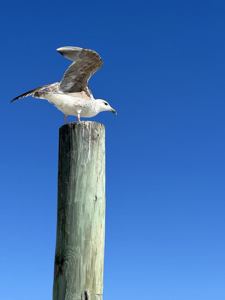 Seagull standing on top of a wood pole piling bending over, wings raised ready to take flight against a clear blue background at Ponce Inlet jetty Beach Florida. Stock Free