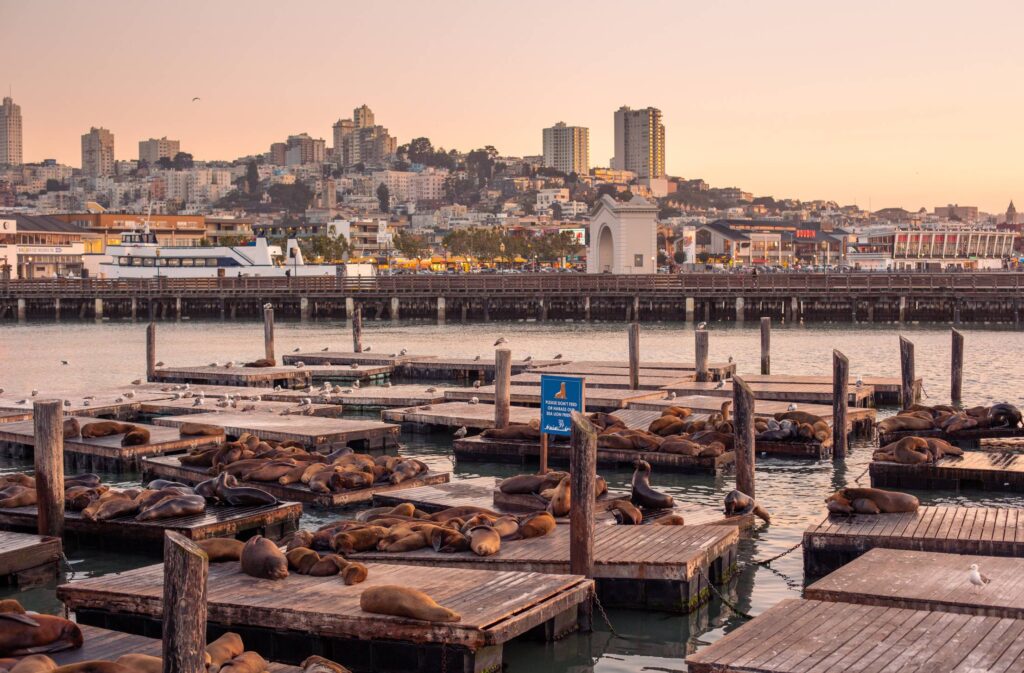 Seals Sleeping on Pier 39, San Francisco Free Photo