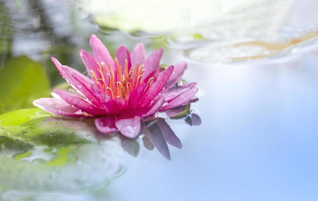 Selective focus at pollen of pink waterlily or lotus flower is blooming in pond with morning soft sunlight on surface Stock Free