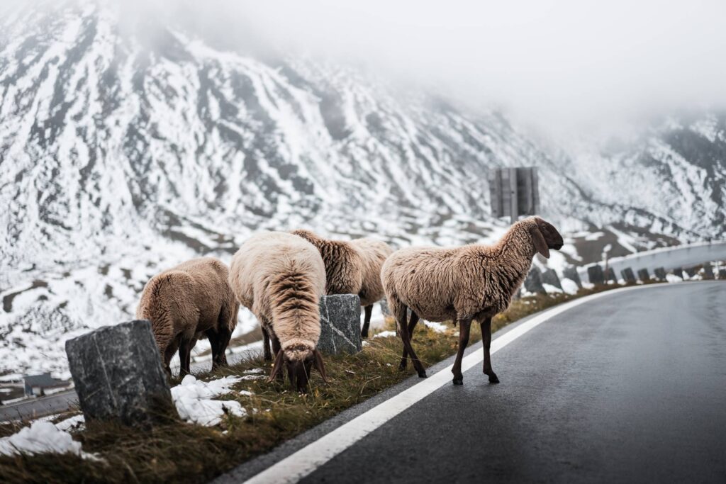 Sheep Crossing Road on Grossglockner Mountain Free Photo