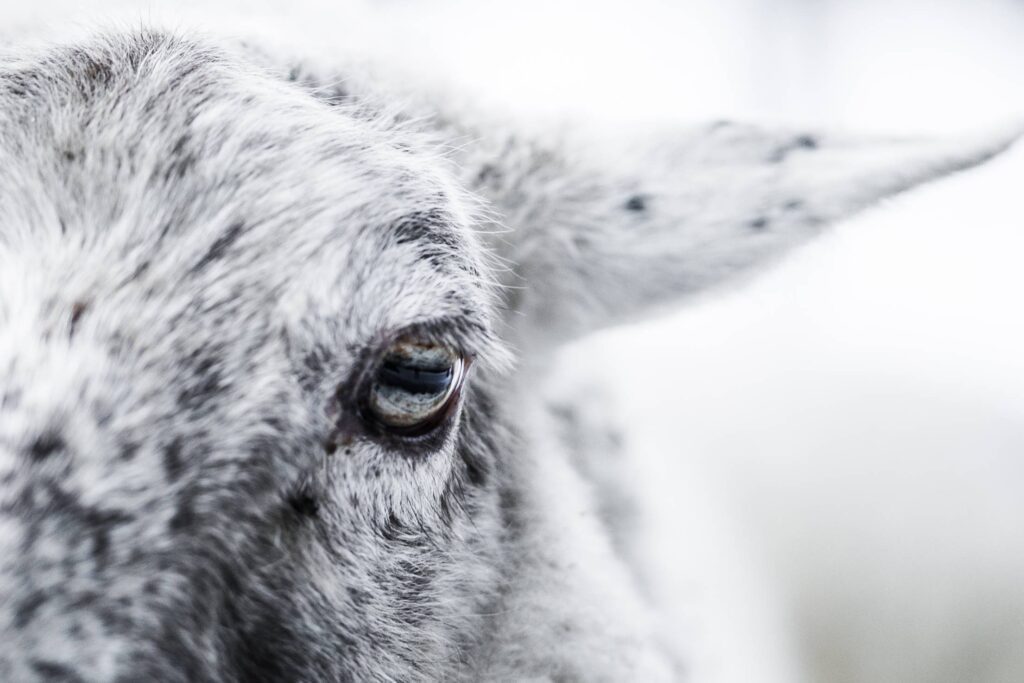 Sheep Eye Close Up Free Photo