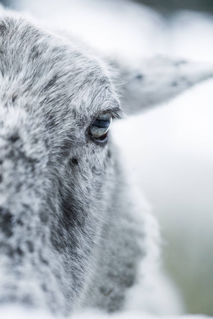 Sheep Eye Close Up Vertical Free Photo