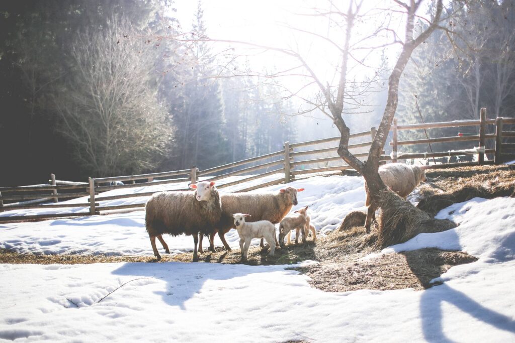 Sheep Family in Winter Free Photo