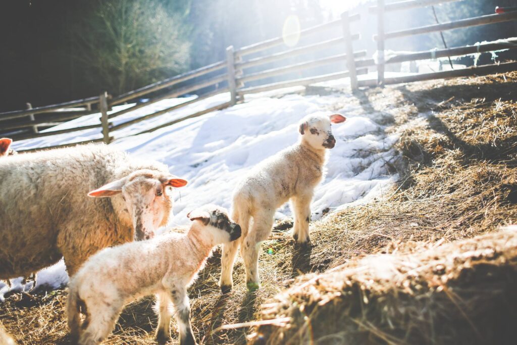 Sheep Family in Winter #2 Free Photo