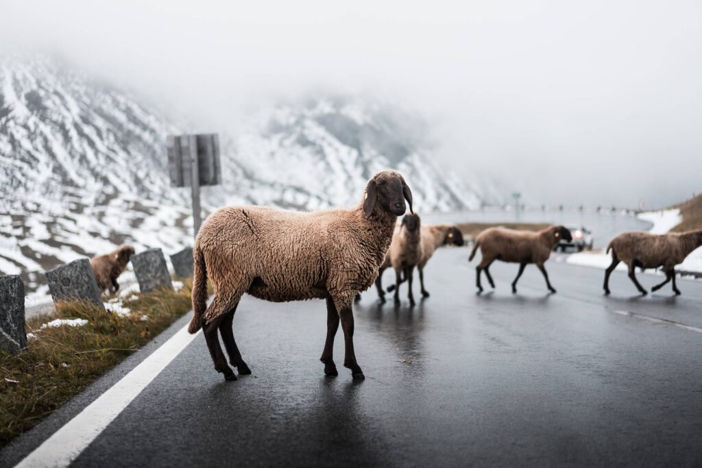 Sheep Walking on Grossglockner Road in Winter Free Photo