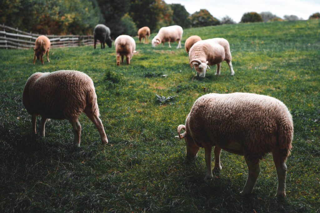 Sheeps Grazing Free Photo