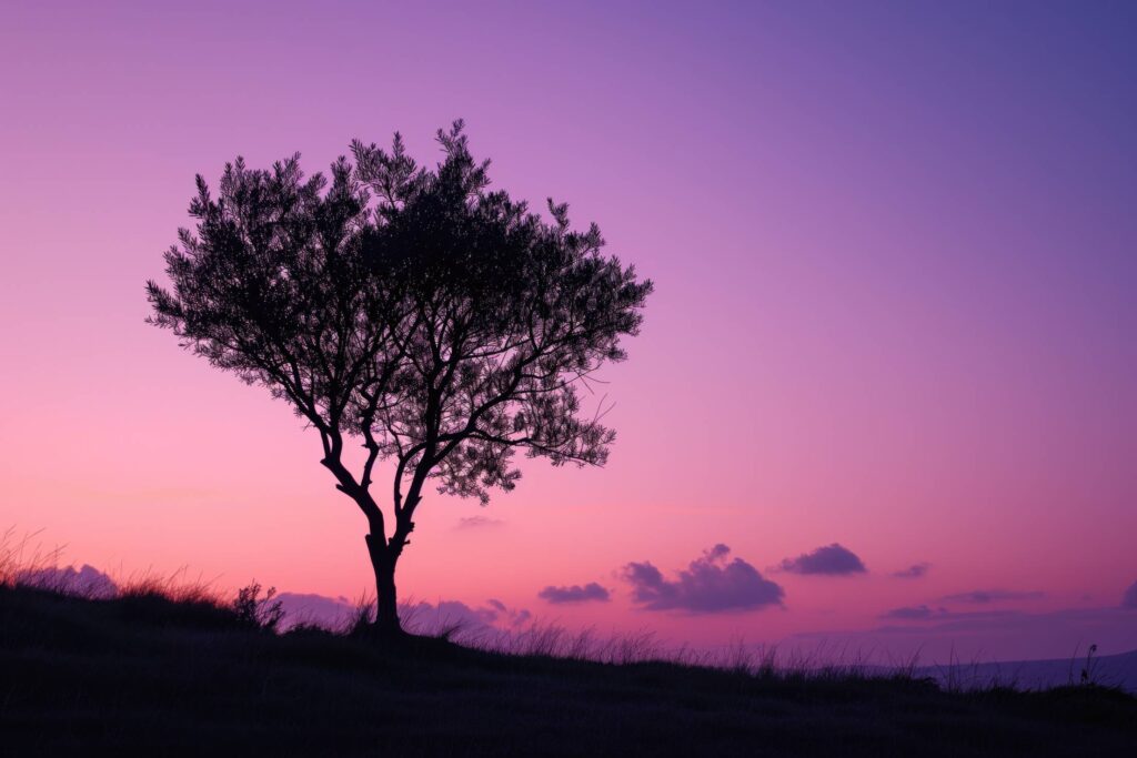 Silhouette of an Olive Tree After Beautiful Purple Sunset Stock Free