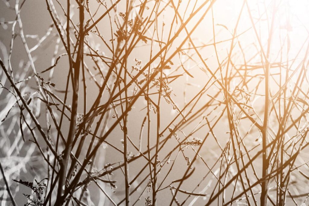 Silhouette of dried tree branches in natural sunlight. Halloween concept Stock Free