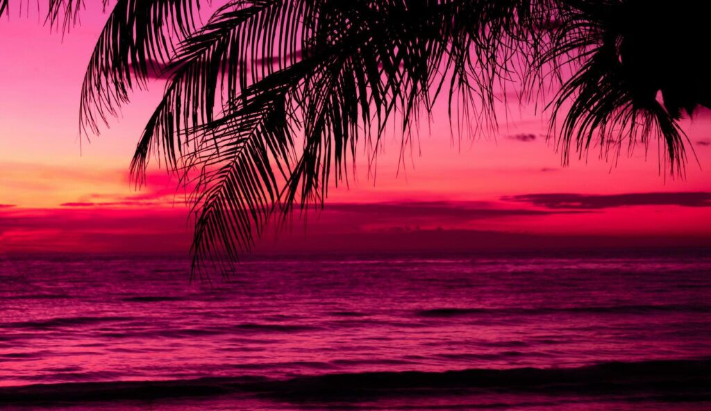 Silhouette of palm tree on the beach during sunset of beautiful a tropical beach on pink sky background Stock Free