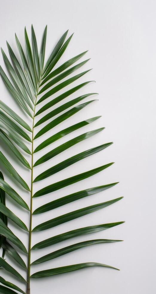 Single Green Palm Leaf Against White Background Stock Free