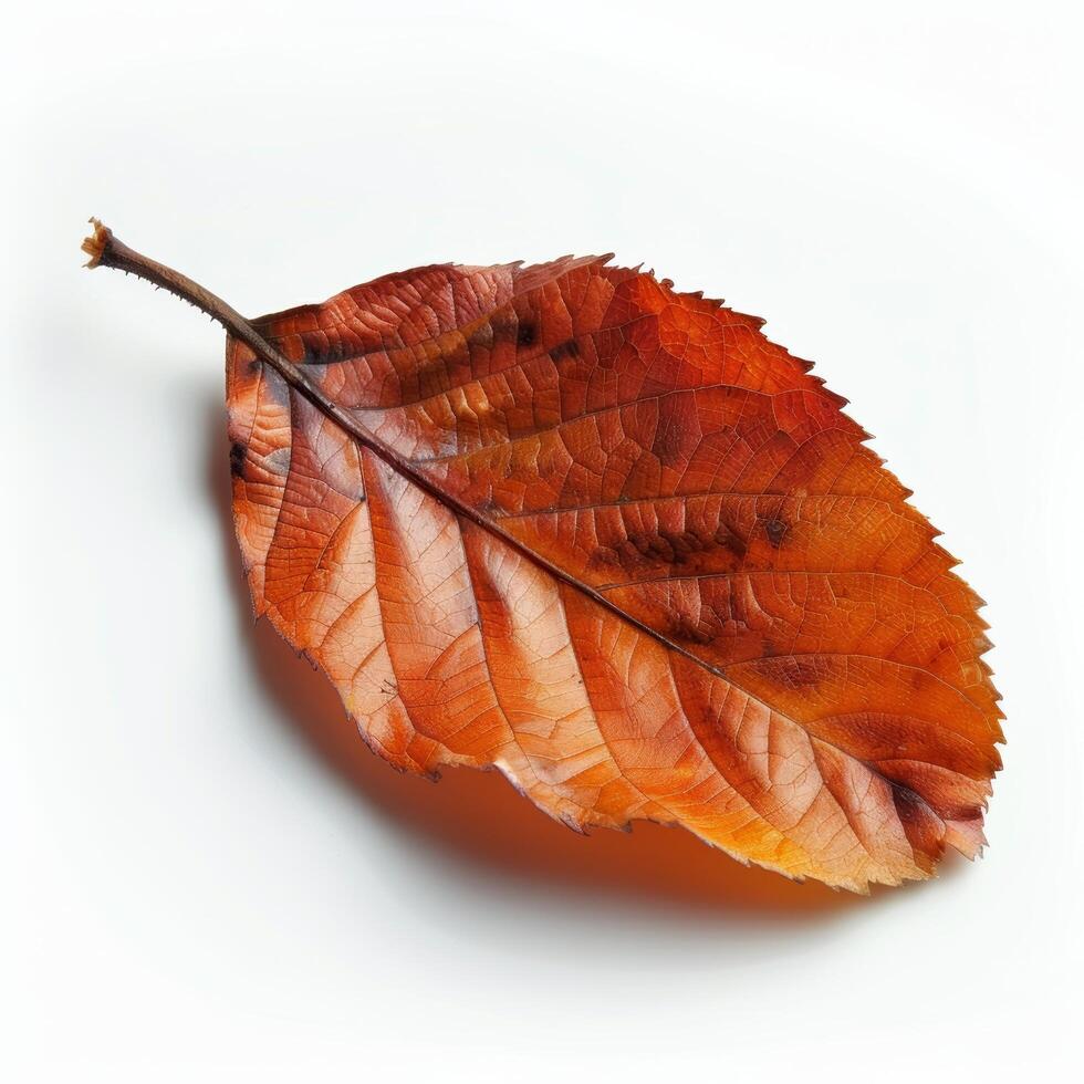 Single Leaf on White Background Stock Free