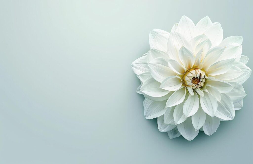 Single White Flower on White Background Stock Free