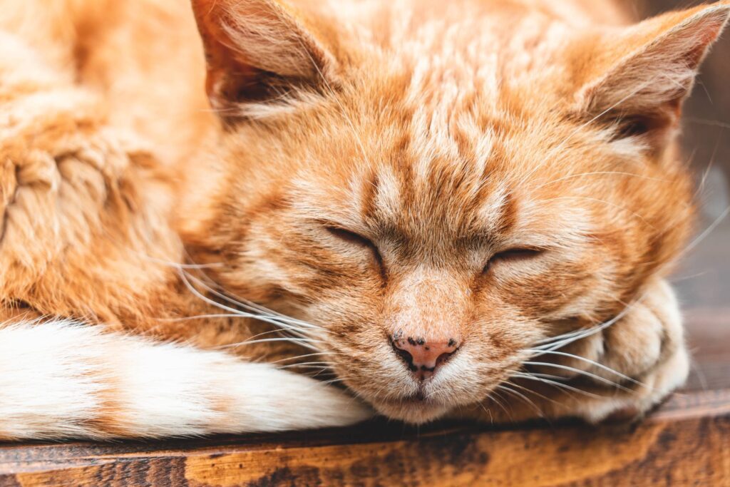 Sleeping Ginger Cat Free Photo