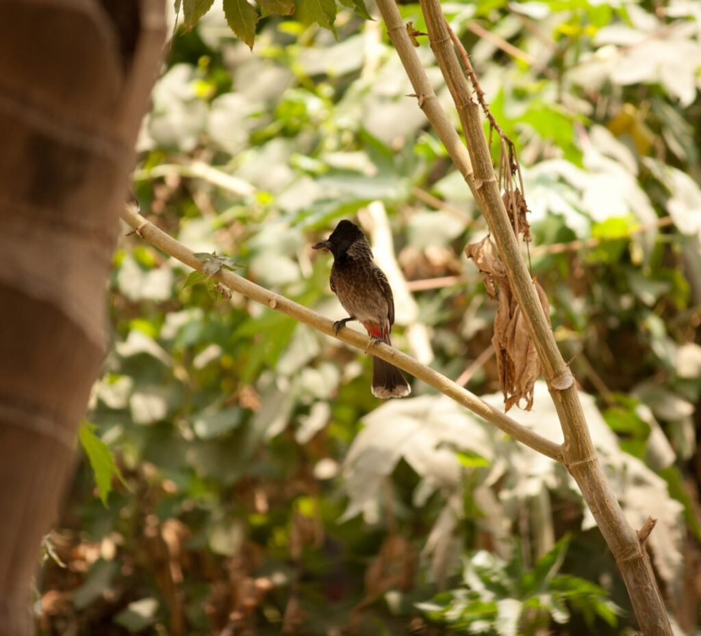 Small Bird Branch Bulbul Stock Free