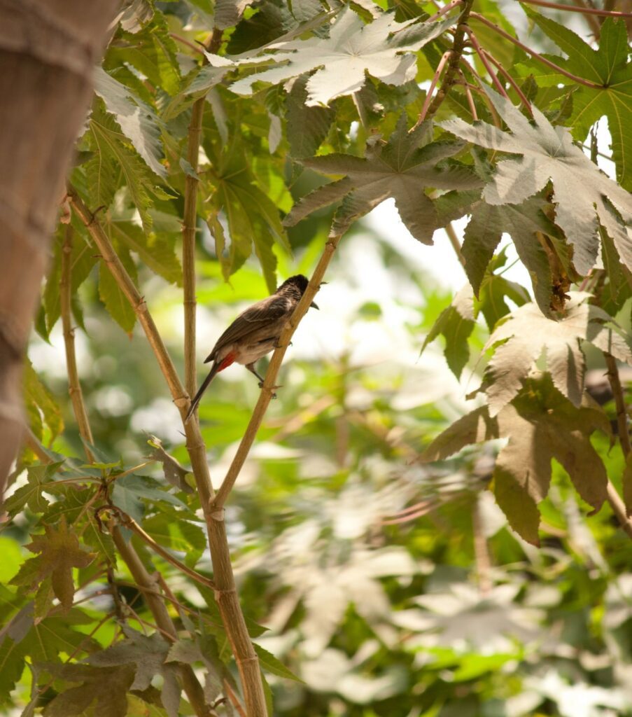 Small Bird Branch Bulbuls Stock Free