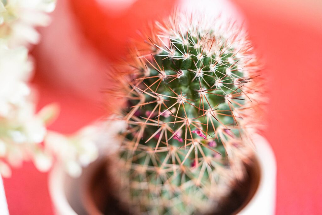 Small Cactus in a Flowerpot Close Up Free Photo