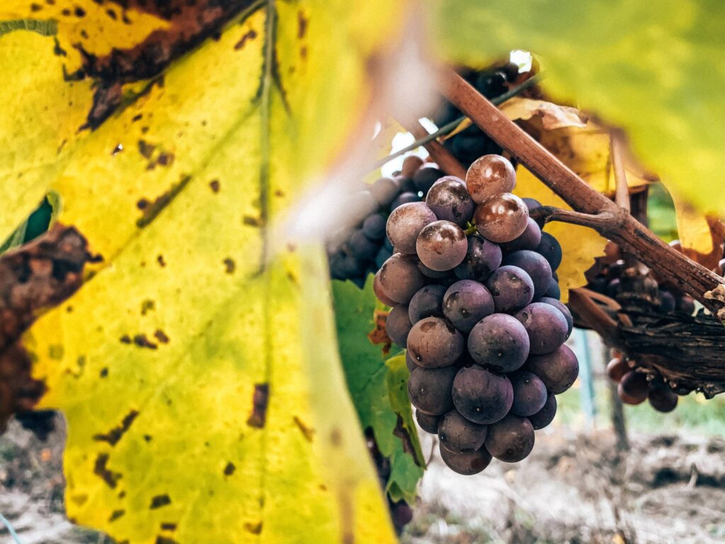 Small Red Grapes Free Photo